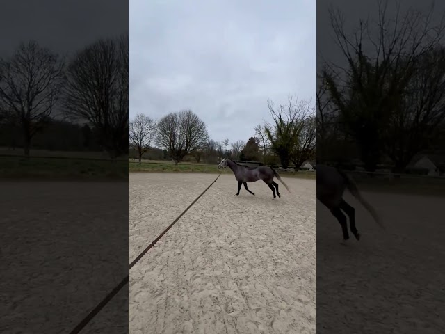 Caballo castrado Pura Sangre En venta 2020 Tordo