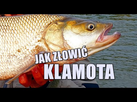 JAK ŁOWIĆ GŁĘBOKIE BOLENIE - SPRZĘT I PROWADZENIE WOBLERÓW