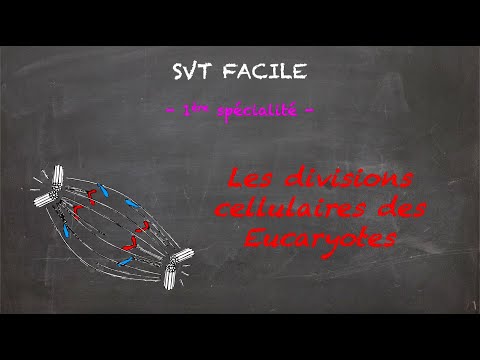SVT FACILE - 1ère spé. - Les divisions cellulaires des Eucaryotes