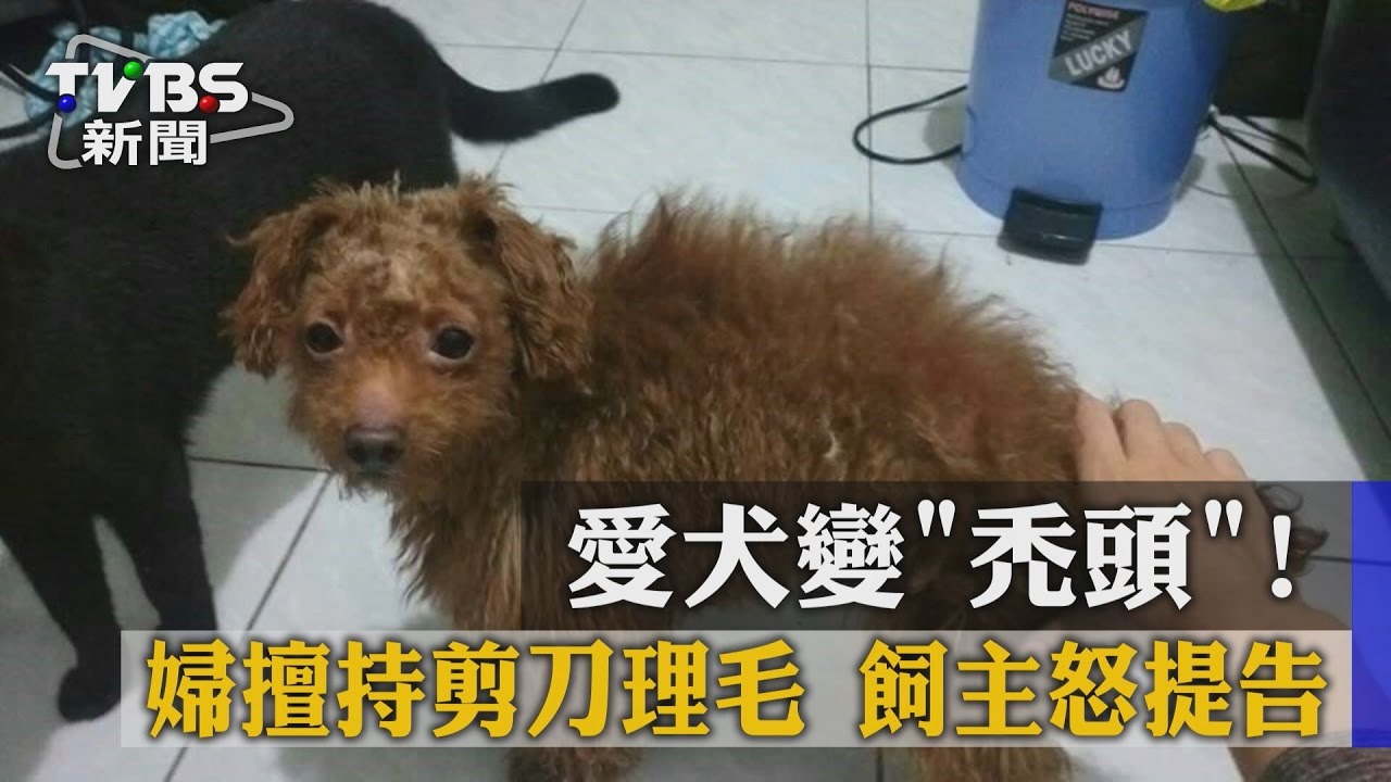 愛犬變「禿頭」!婦擅持剪刀理毛 飼主怒提告