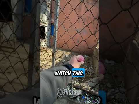 Monkey Loses It After Man Teases Him with an Apple! 🍎🐒