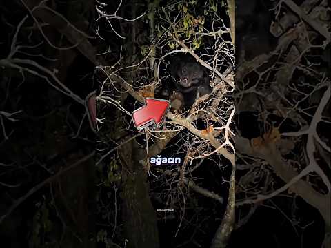 🐆Adam Ormanda Kaplan Yakaladı😨