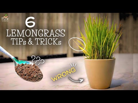 How to Grow Lemongrass at Home? (Beginner's Guide)