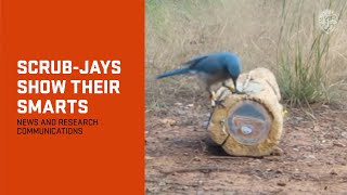 [閒聊] 現實的烏鴉真的像烏龍派出所裡的烏鴉一樣這麼聰明嗎