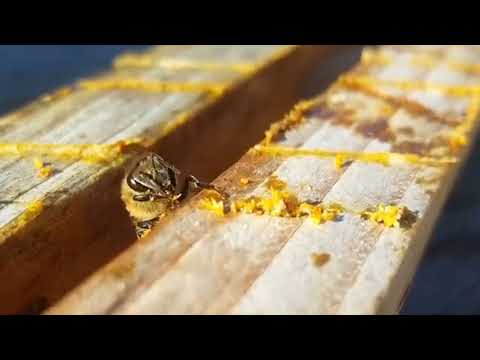 Пчеловодство. Как и где собирает пчела прополис при его нехватке.