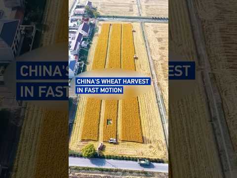 China's wheat harvest in fast motion