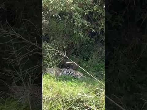 IN THE JUNGLE