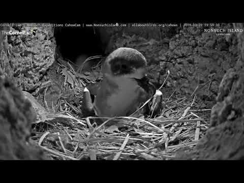 Cahow Buries Inviable Egg, Departs Cahow Cam 1 Nesting Burrow – March 20, 2019