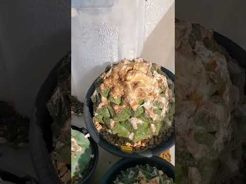  11月に温室に何を植えますか？冬に栽培を成功させるために温室を準備するにはどうすればよいですか？  庭園