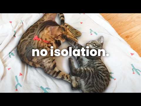 Introduce Cats & Kittens WITHOUT Separation/Isolation (Fastest Method!)