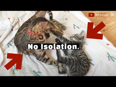 Introduce Cats & Kittens WITHOUT Separation/Isolation (Fastest Method!)