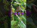 Beautiful Grapes Fruit Farming Graphics Beautiful Trendingshorts Satisfying Shorts Best