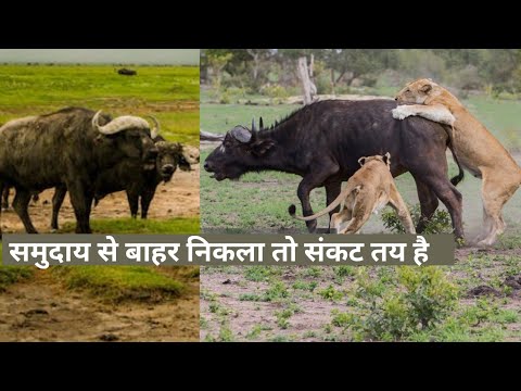 Chase of Lion and buffalo bull! wild animals documentary! Lion vs buffalo fight