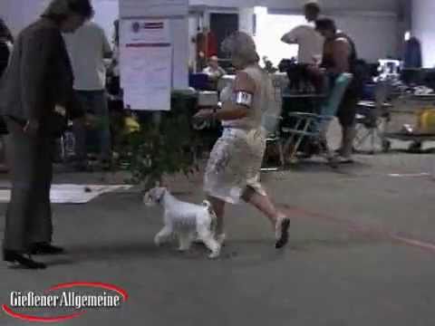 Pinscher- & Schnauzer-Ausstellung in den Hessenhallen