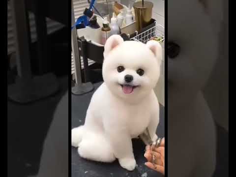 cute puppy #youtubeshorts #viralvideo #trending