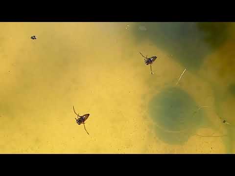 Water Boatman and Backswimmer