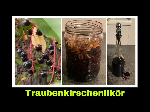 spätblühende Traubenkirsche Likör Rezept | Selbstversorgung