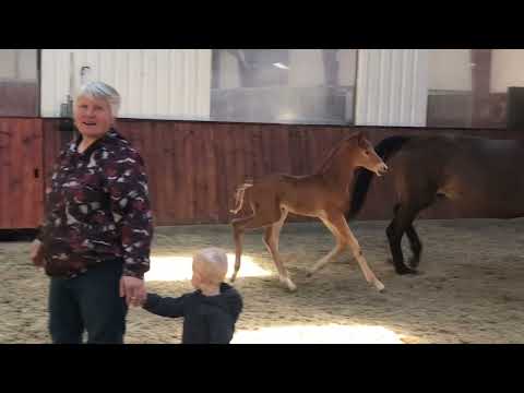 Lipas Feingold e. Blue Hors Feinstar/Schwartzgold