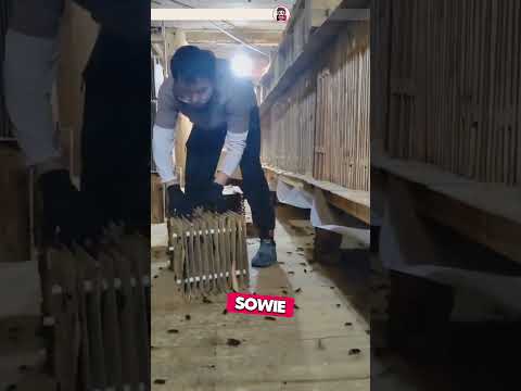 Ein Arbeitstag auf einer Kakerlakenfarm #interessant