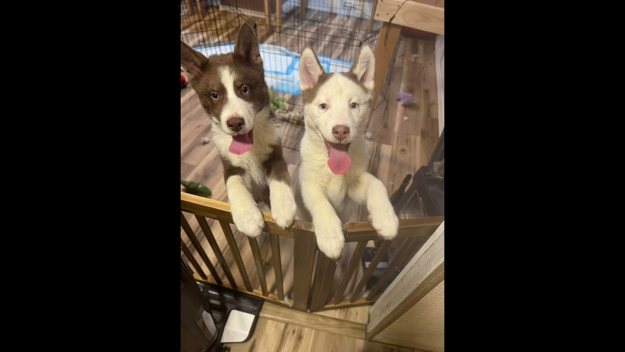 Enlarge Tundra, an adopted mixed breed in Greensburg, PA video 6/6