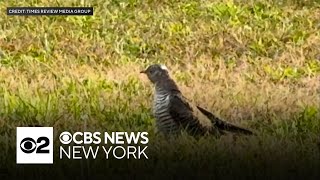 Rare bird seen on Long Island has only been spotted 4 times in U.S.
