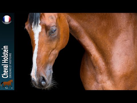 Cheval Holstein, Le descendant du Cheval du Marais qui excelle dans le sport, Origine des races