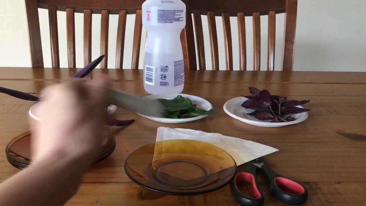 Extração de clorofila e pigmentos acessórios