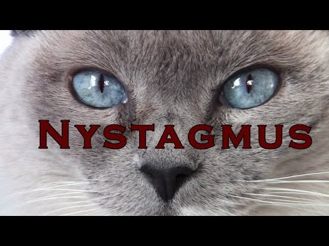 Cat’s eyes quiver and shake – Nystagmus - Blue Point Siamese