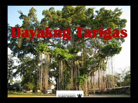 Lagu Dayak Dayakng Tarigas
