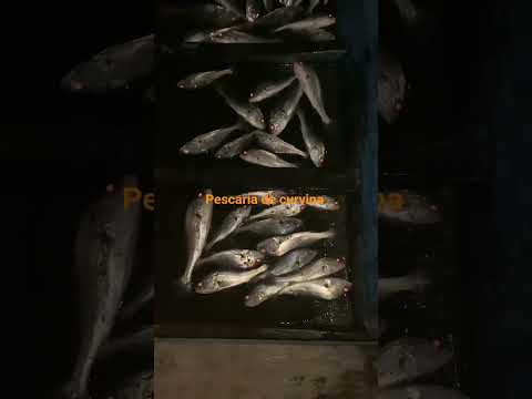 #pescaria na horla de itupiranga Pará #itupiranga #Pará #curvina #cleiditon