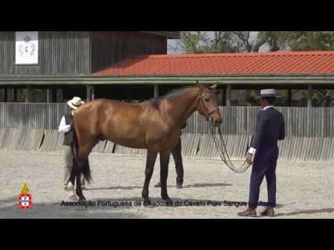 10 Imponente D Ornellas - Aprovação Extraordinária de Garanhões