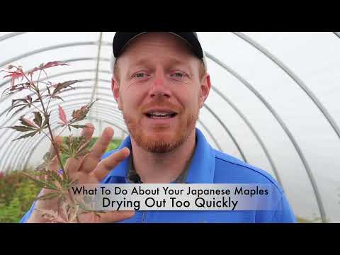 What To Do About Your Japanese Maples Drying Out Too Quickly?