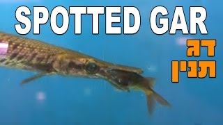 דג תנין מנוקד אוכל דג זהב -  Spotted Gar (Lepisosteus oculatus)