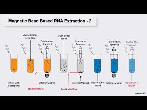COVID-19 SERIES: RTPCR PART 2 (RNA EXTRACTION)