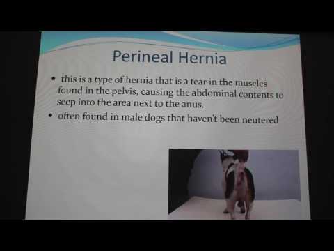 Hernias in Pets