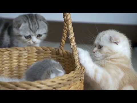 Can this silly cat video  go viral  and get a million views?