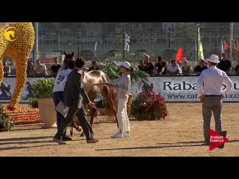 N.59 ELLE FLAMENCA - MENTON 2017 - Mares 4 to 6 years old (Class 4