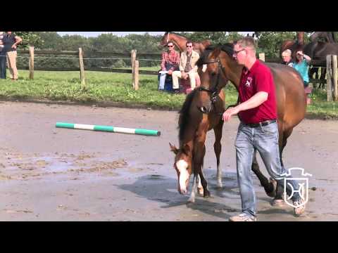 Stutfohlen von Cascadello I - Landos - Lansing