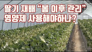 2023년 3월 봄철 딸기 관리 과연 발근제품 비대제품 아미노산 제품들을 사용해야하나? 이제 물로만 키울까?
