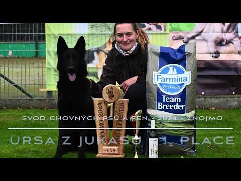 Ursa z Jukasu - Svod chovných psů a fen Znojmo 2024 - 1. Místo