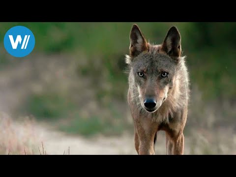 Dem Wolf auf der Spur - Schnüffeln für den Artenschutz (360° - GEO Reportage)