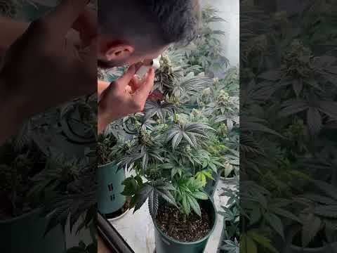 Se acerca el final del cultivo 🫡🙏