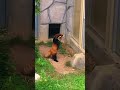 Red Panda gets scared by a rock😭 #cute #world #subscribe#shorts