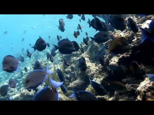 1 hour snorkeling Buck Island, St. Croix