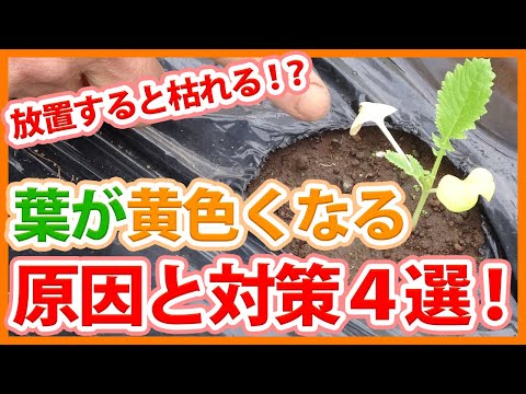 ズッキーニの苗が黄色くなって黄色腐って成長しない 水やり