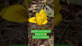 Irys Danforda 🌼 Pierwszy kwiat wiosny! Jak go uprawiać? #shorts