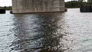 2 dolphins swimming upriver at Dames Point bridge, Jacksonville Florida