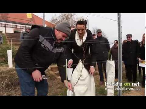 Rez vinske trte v P&F Jeruzalem Ormož ob Zidanici Malek