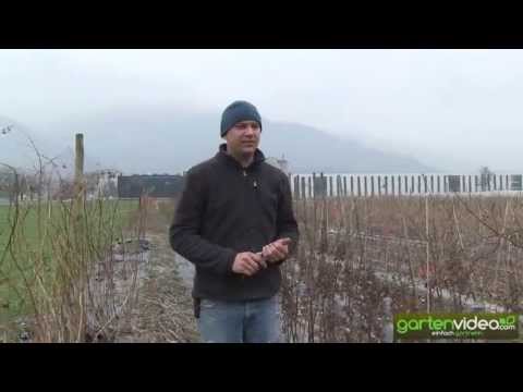 Wie schneide ich Rispenhortensien (Hydrangea paniculata)