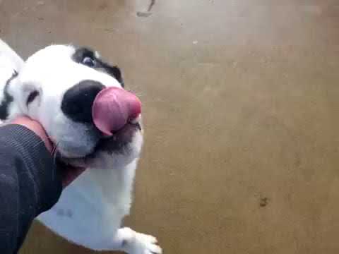 Tibul for Soul Of Asia at 3 months old and corgi  Nickel at 2 years old